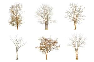 Set of dry tree shape and tree branch on white background for isolated photo