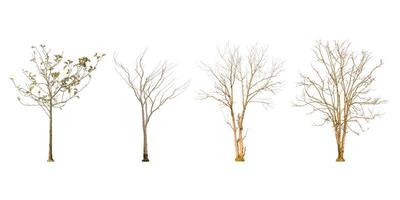 Conjunto de forma de árbol seco y rama de árbol sobre fondo blanco para aislado foto