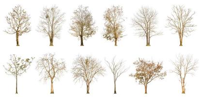 Set of dry tree shape and tree branch on white background for isolated photo