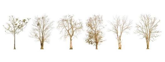 Set of dry tree shape and tree branch on white background for isolated photo