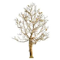 A dry tree shape and dry branch on white background for isolate. photo