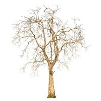 A dry tree shape and dry branch on white background for isolate. photo