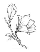 Magnolia Flower Outline Magnolia LIne Art Line Drawing vector