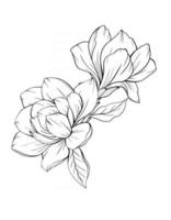 Magnolia Flower Outline Magnolia LIne Art Line Drawing vector