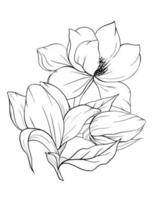 Magnolia Flower Outline Magnolia LIne Art Line Drawing vector