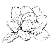 magnolia flor contorno magnolia arte lineal dibujo lineal vector