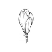 Magnolia Flower Outline Magnolia LIne Art Line Drawing vector