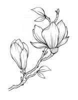 magnolia flor contorno magnolia arte lineal dibujo lineal vector