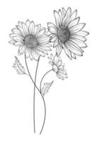 Daisy Flower Outline Daisy LIne Art Line Drawing chamomile outline vector