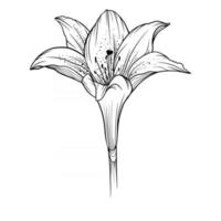 Lily Flower Outline Lilies LIne Art Line Drawing vector