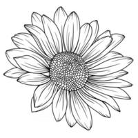 Daisy Flower Outline Daisy LIne Art Line Drawing chamomile outline vector