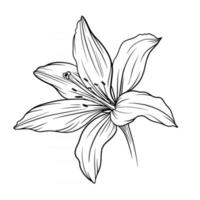 Lily Flower Outline Lilies LIne Art Line Drawing vector