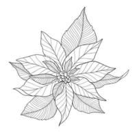 Poinsettia Flower Outline Poinsettia Line Art Christmas Holly vector