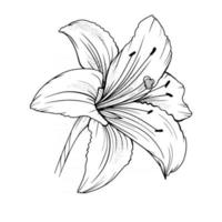 Lily Flower Outline Lilies LIne Art Line Drawing vector