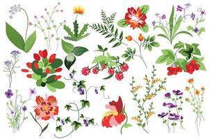 conjunto aislado de flores y plantas vector