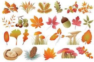 Autumn leaves and plants isolated set vector