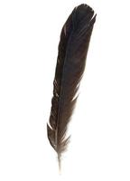 Brid feather isolated photo