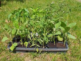 Plug plant in trays photo