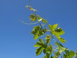 Grapevine vitis over blue sky photo