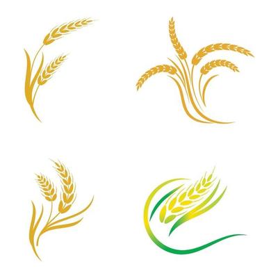 Agriculture wheat vector icon design