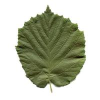 Hazel tree leaf photo