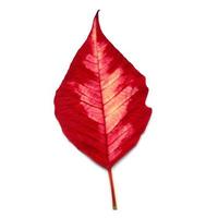 Leaf of Poinsettia Christmas star photo