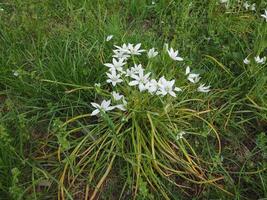 Star of Bethlehem flower photo