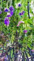 Flower Festival in Girona Temps de Flors, Spain. 2018 photo