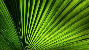Pattern of a Green Leaf Background video