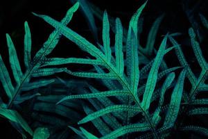 Tropical leaf forest glow in the dark background