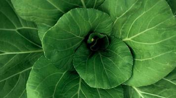 Top view of green fresh vegetable background photo