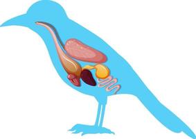 Internal anatomy of bird with organs vector