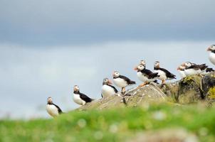 Puffins on Isle of May, Scotland photo