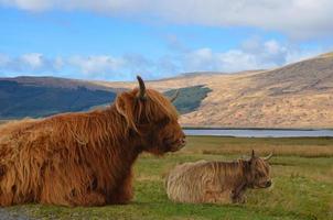 Two cows in the field photo