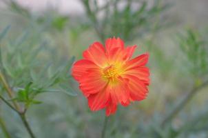 Orange flower surrounded by grass photo