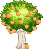 Orange tree isolated on white background vector