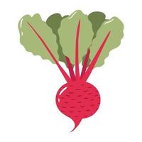 Beet colorful vector illustration isolated on white background