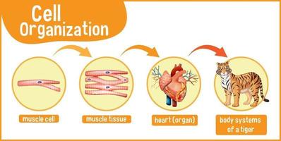 Diagram showing cell organization in a tiger vector