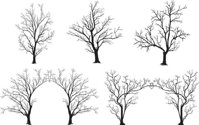 silhouette of tree without leaves