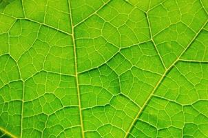 textura de hojas verdes y fibra de hoja, fondo de hoja verde. foto