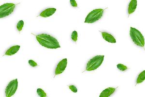 Fresh basil leaves on white background for isolated with clipping path photo
