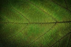 Textura de hojas verdes y fibra de hojas, papel tapiz por detalle de hoja verde foto