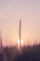 Grass flower in garden with morning light, Concept of growing of life. photo