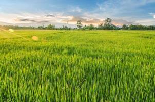 Landscape of rice and rice seed in the farm with beautiful blue sky photo