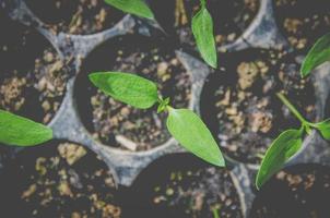 Greenery of young plant and seedling are growing in the pot. photo