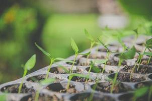 Greenery of young plant and seedling are growing in the pot. photo