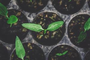 el verdor de las plantas jóvenes y las plántulas crecen en la maceta. foto