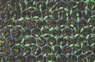 Greenery of young plant and seedling are growing in the pot. photo