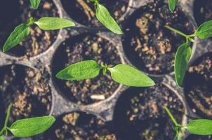 Greenery of young plant and seedling are growing in the pot. photo