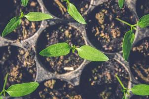 el verdor de las plantas jóvenes y las plántulas crecen en la maceta. foto